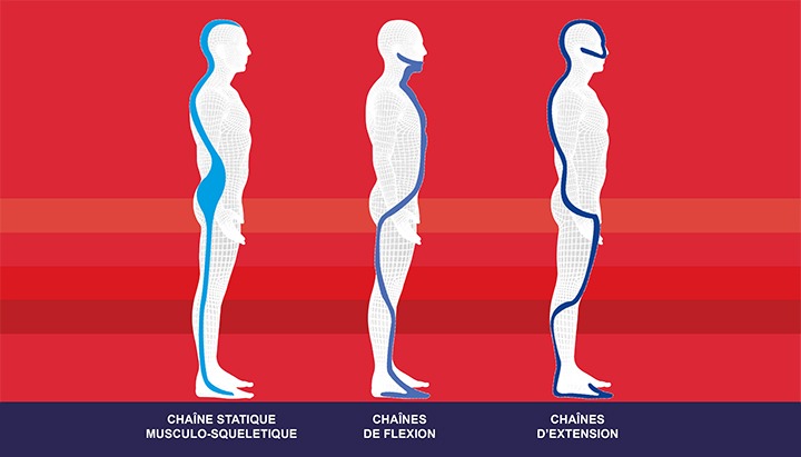 Chaine statique musculo-squeletique - chaines de flexion - chaines d'extension