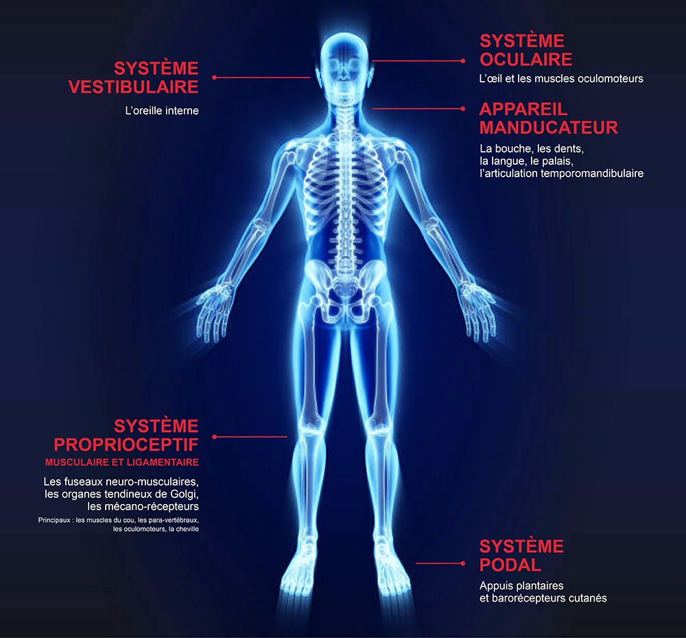 Système vestibulaire - oculaire - proprioceptif - podal - appareil manducateur