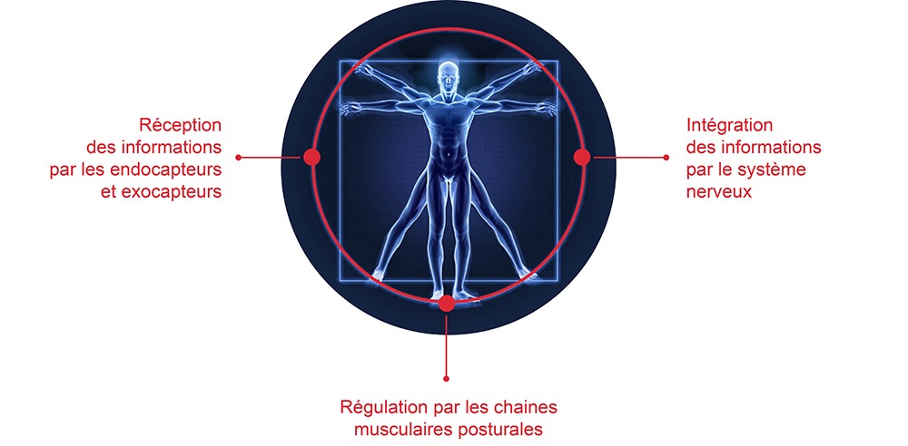 Réception des informations par les endocapteurs et exocapteurs - Intégration des informations par le système nerveux - Régulation par les chaines musculaires posturales